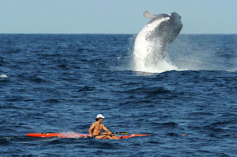 C’est une insolite rencontre qui s’est produite, mardi 28 septembre, près du port de Sydney, en Australie, entre cet homme et une baleine à bosse. 