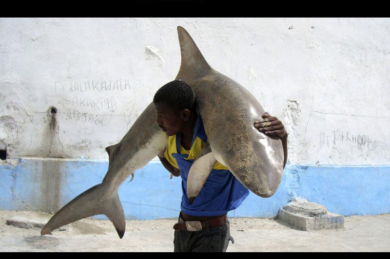 Dans les rues de la capitale somalienne, cet homme porte fièrement sur ses épaules un jeune requin qu’il vient de pêcher dans l’océan Indien, le 23 septembre. 