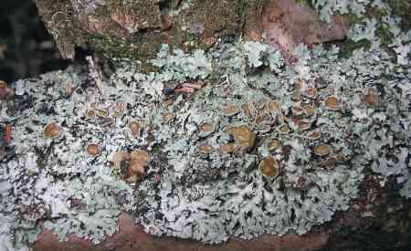 Parmalia saxatilis peu sensible Les indicateurs biologiques