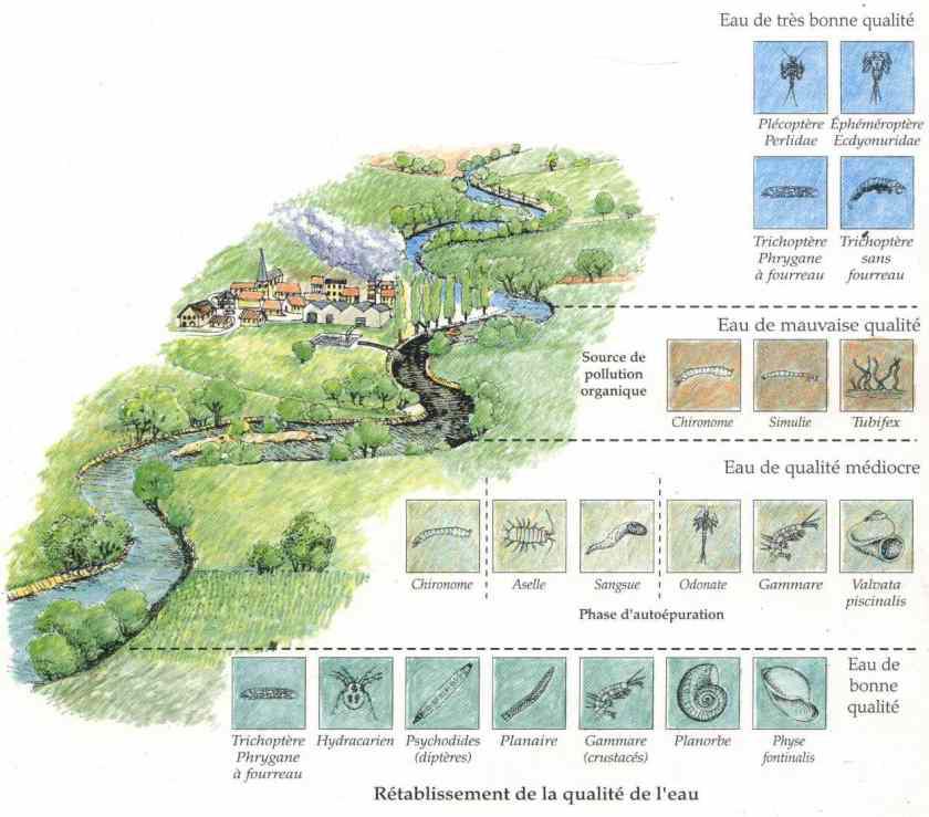 Indice biotique - observations Les indicateurs biologiques