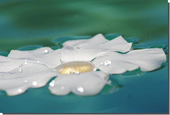 fleur-en-piscine.jpg