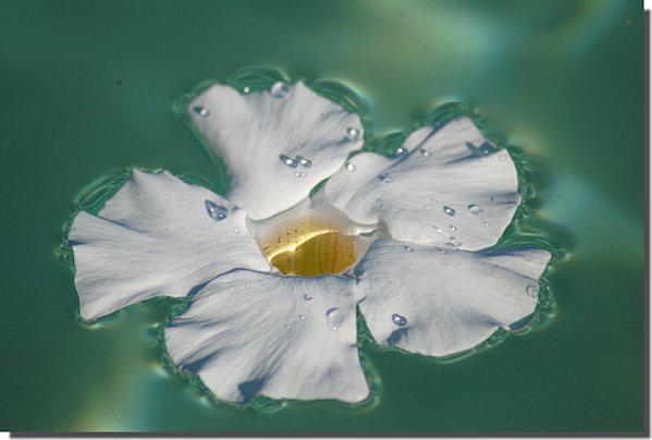 fleur-en-piscine1.jpg