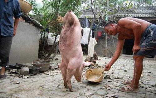 Image du jour : un cochon à deux pattes