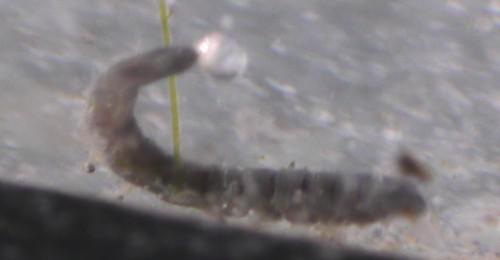 stratiomyidae avec bulle stratiomyidae avec bulle