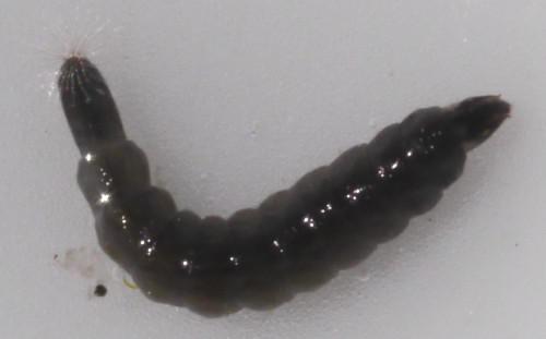 Stratiomyidae avec soies Stratiomyidae soies visibles