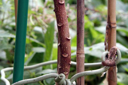 Edgeworthia chrysantha edgeworthia tronc romi 3 oct 2010 055.jpg