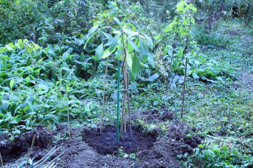 Edgeworthia chrysantha edge grandi romi 28 sept 094.jpg