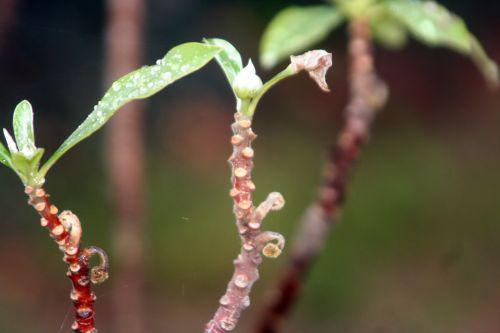 Edgeworthia chrysantha edgeworthia paris 26 sept 2010 360.jpg