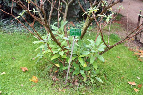 Edgeworthia chrysantha edgeworthia drageons paris 26 sept 2010 362.jpg