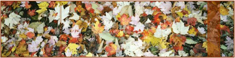 Automne Automne