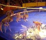 Comment traumatiser vos enfants ? Amenez les au cirque vidéo attaque lion cirque