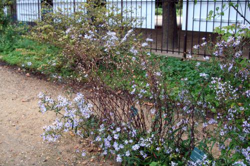 aster nb paris 26 sept 2010 283.jpg