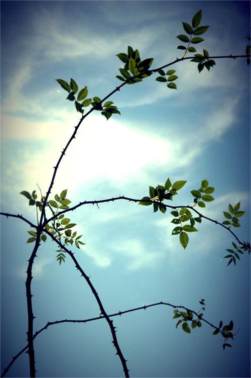 Fromage ou dessert ? ciel
