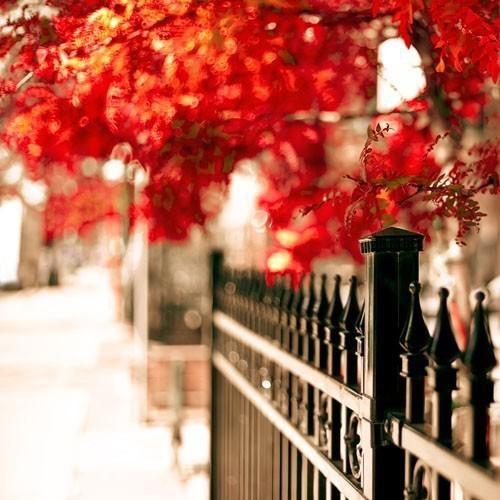 Envies automnales il_fullxfull.179368766.jpg