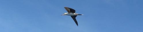 Les Puffins, les globicéphales et les autres... Sula-sula-juv-copie-1.jpg