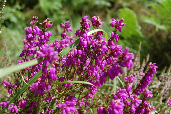 Hommes et femmes chez Maupassant Bruy-re.jpg