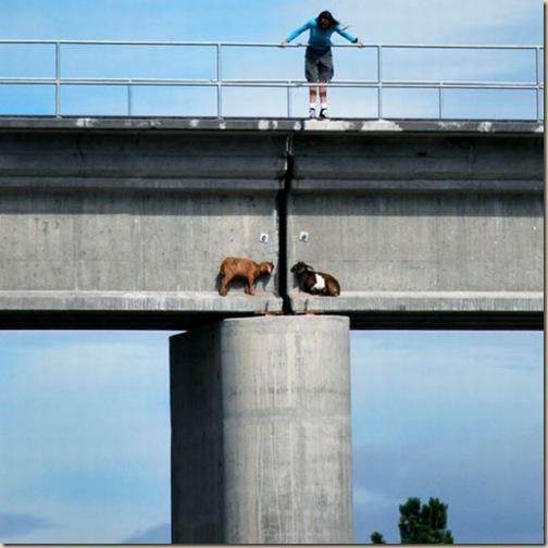 Chèvres sur un pont-1