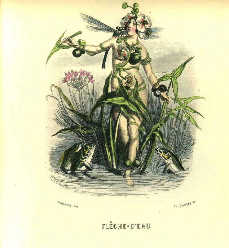 Grandville Flèche-d'Eau Flèche-d’eau (J.J. Grandville)