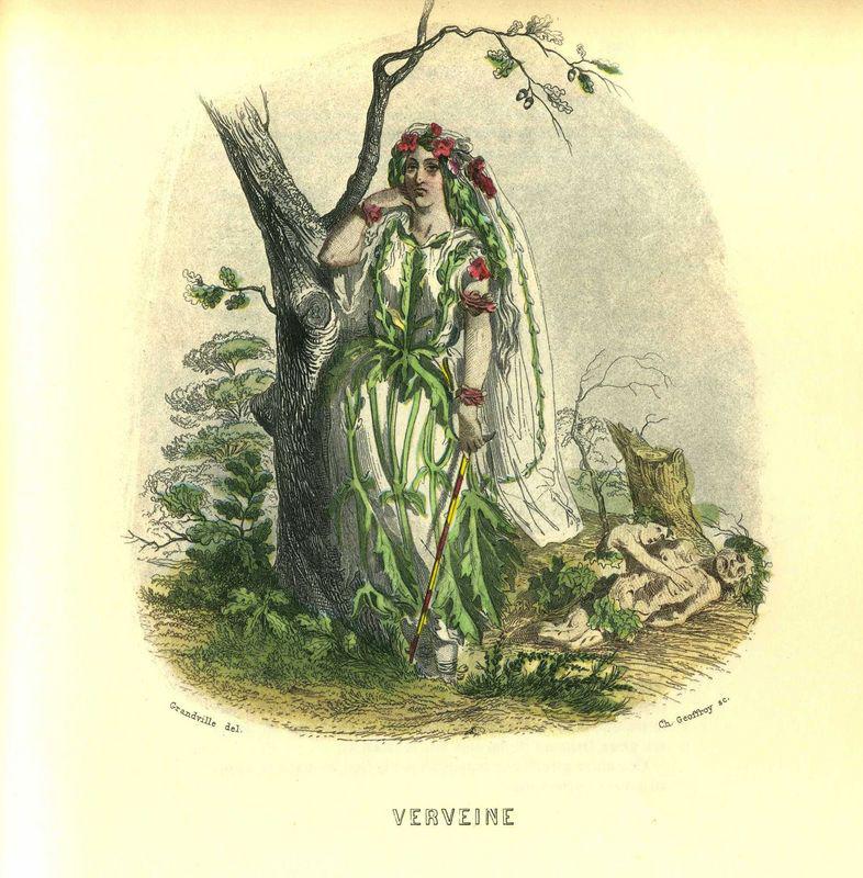 Grandville Verveine Verveine (J.J. Grandville)