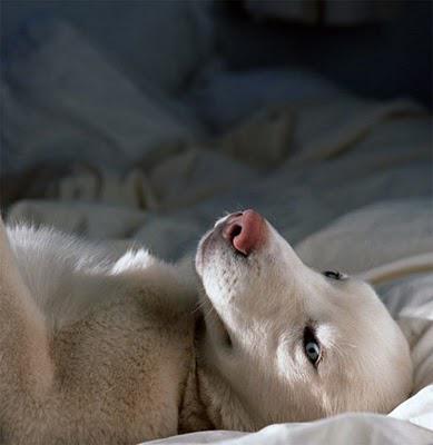 potin dominical et son Félix potin dominical et son Félix