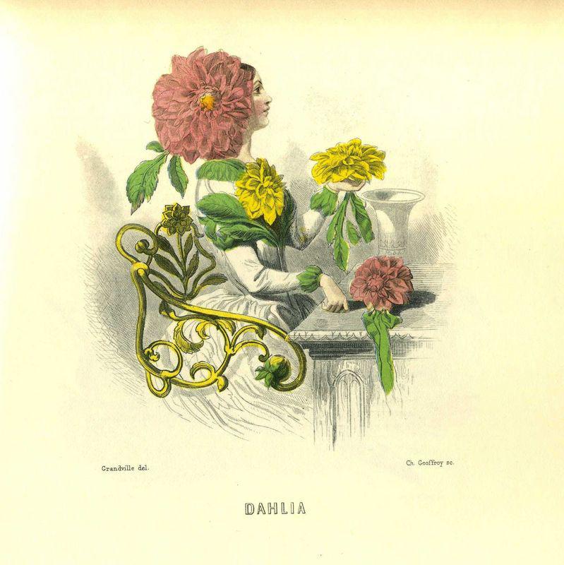 Dahlia (J.J. Grandville)