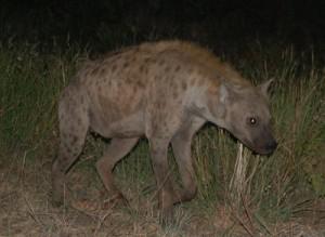 si c’était un [7]… la hyène