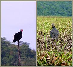 collage urubus