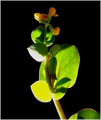 .
.
LA CORONILLA SCORPIOIDES
au
PUY-NOTRE-DAME
.
Gaston... .
.
LA CORONILLA SCORPIOIDES
au
PUY-NOTRE-DAME
.
Gaston...