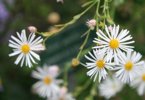 aster amellus blanc paris 26 sept 2010 302.jpg