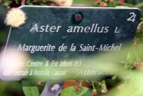 aster amellus blanc étiq paris 26 sept 2010 303.jpg