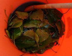 IF Délice d’automne