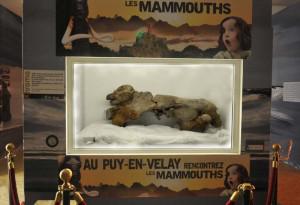 Khroma site Le bébé mammouth Kroma au Musée Crozatier du Puy-en-Velay
