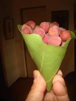 Raisin du souvenir ! dsc02862.1286969938.JPG