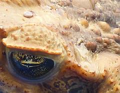 oeil de crapaud