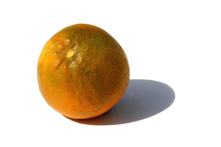 Orange baia laranja