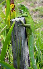 iguane