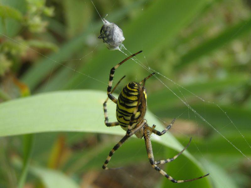 L’araignée familière (Jean-Claude Pirotte)