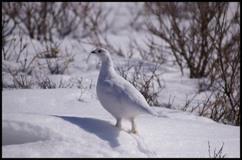 La belle perdrix des neiges (Shabkar)