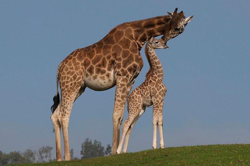 Mercredi 13 octobre, moment de tendresse entre une maman girafe et son bébé, au Zoo de San Diego, situé dans le Parc de Balbo, en Californie. Plus de 800 espèces sont hébergées dans cet espace boisé de 40 km2, un des plus importants zoos du monde. 