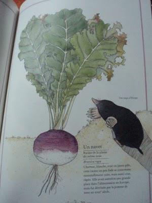 Inventaire illustré des fruits et légumes
