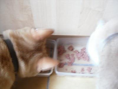 Pâtée à gogo et excès en tous genres : la fête des chats de blogueuses Pâtée à gogo et excès en tous genres : la fête des chats de blogueuses