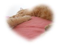 Pâtée à gogo et excès en tous genres : la fête des chats de blogueuses Pâtée à gogo et excès en tous genres : la fête des chats de blogueuses