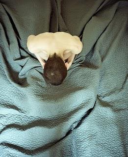 Gabriel Desplanque Gabriel Desplanque