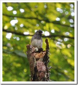 DSC_0505zoom DSC_0505zoom