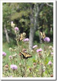 DSC_0446zoom DSC_0446zoom