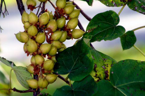 paulownia fruits arbofolia 9 oct 2010 014.jpg