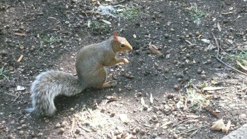 NYC 152 NEW YORK EN VRAC