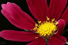 Sélection du Prix Yourcenar 2011 Sélection du Prix Yourcenar 2011