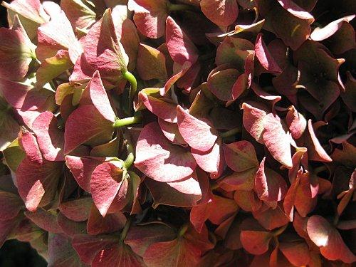 Chouquettes de l'automne blog chouquette automne 3