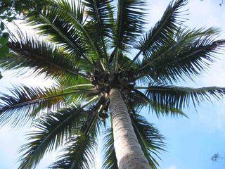 CoconutTree CoconutTree